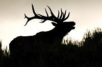 The Economics of Big Game Hunting in Montana